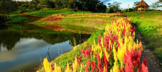 Cebu_Cebu City_Sirao Flower Garden_ReginaldDeGuia_20191227.jpg