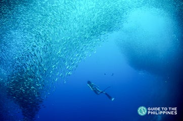 Moalboal Cebu Travel Guide: Swim with Millions of Sardines