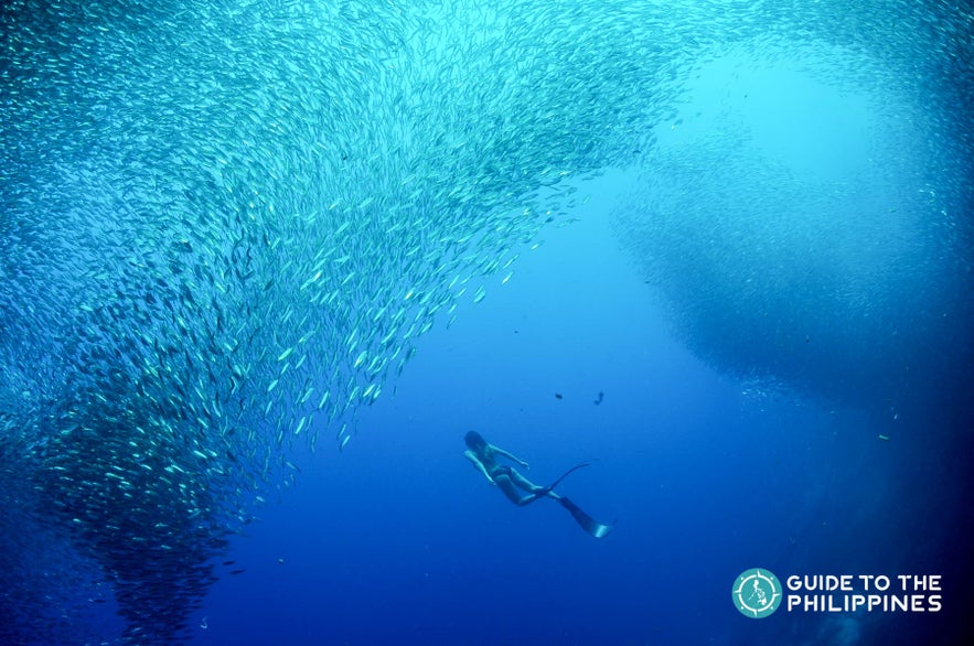 Diver at the Sardine Run in Moalboal, Cebu Diver at the Sardine Run in Moalboal, Cebu