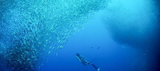 Moalboal Cebu Sardine Run.jpg