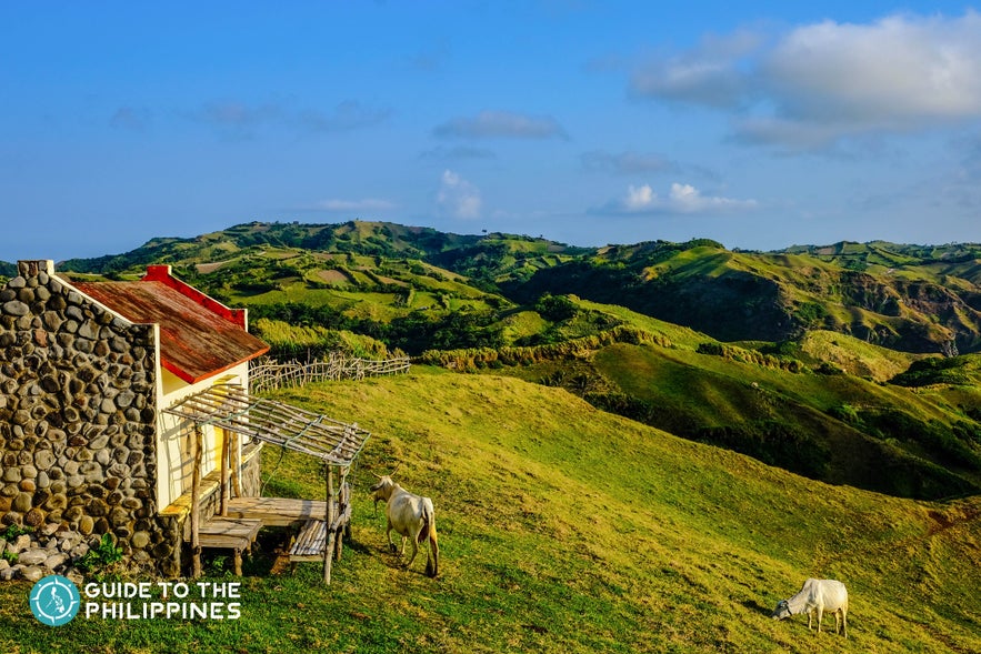 Herd of cows in Basco, Batanes Herd of cows in Basco, Batanes