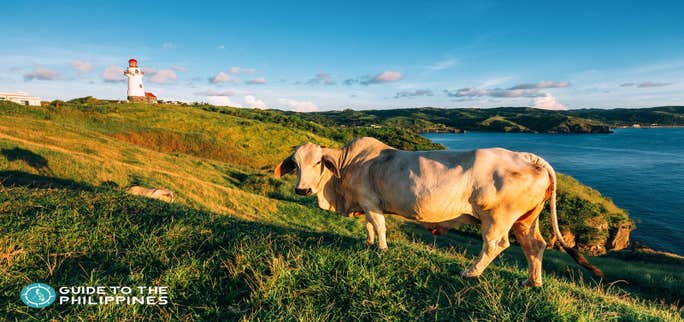 Top 21 Batanes Island Tourist Spots & Things to Do