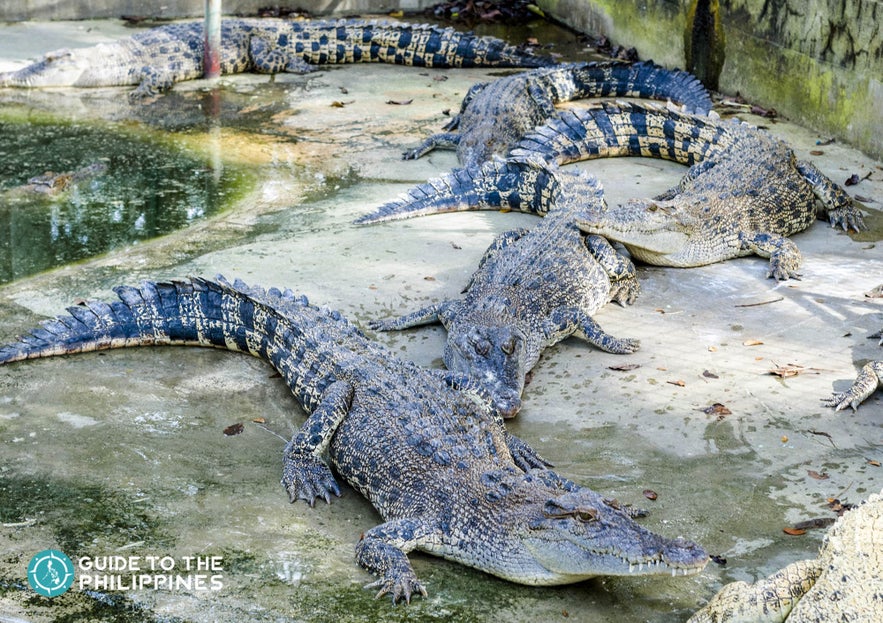 Bask of crocodiles at the Crocodile Park in Davao, Philippines Bask of crocodiles at the Crocodile Park in Davao, Philippines