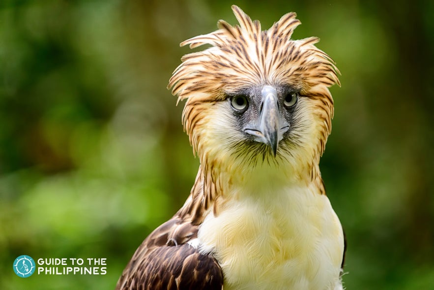 Phlippine Eagle at Davao's Philippine Eagle Center Phlippine Eagle at Davao's Philippine Eagle Center