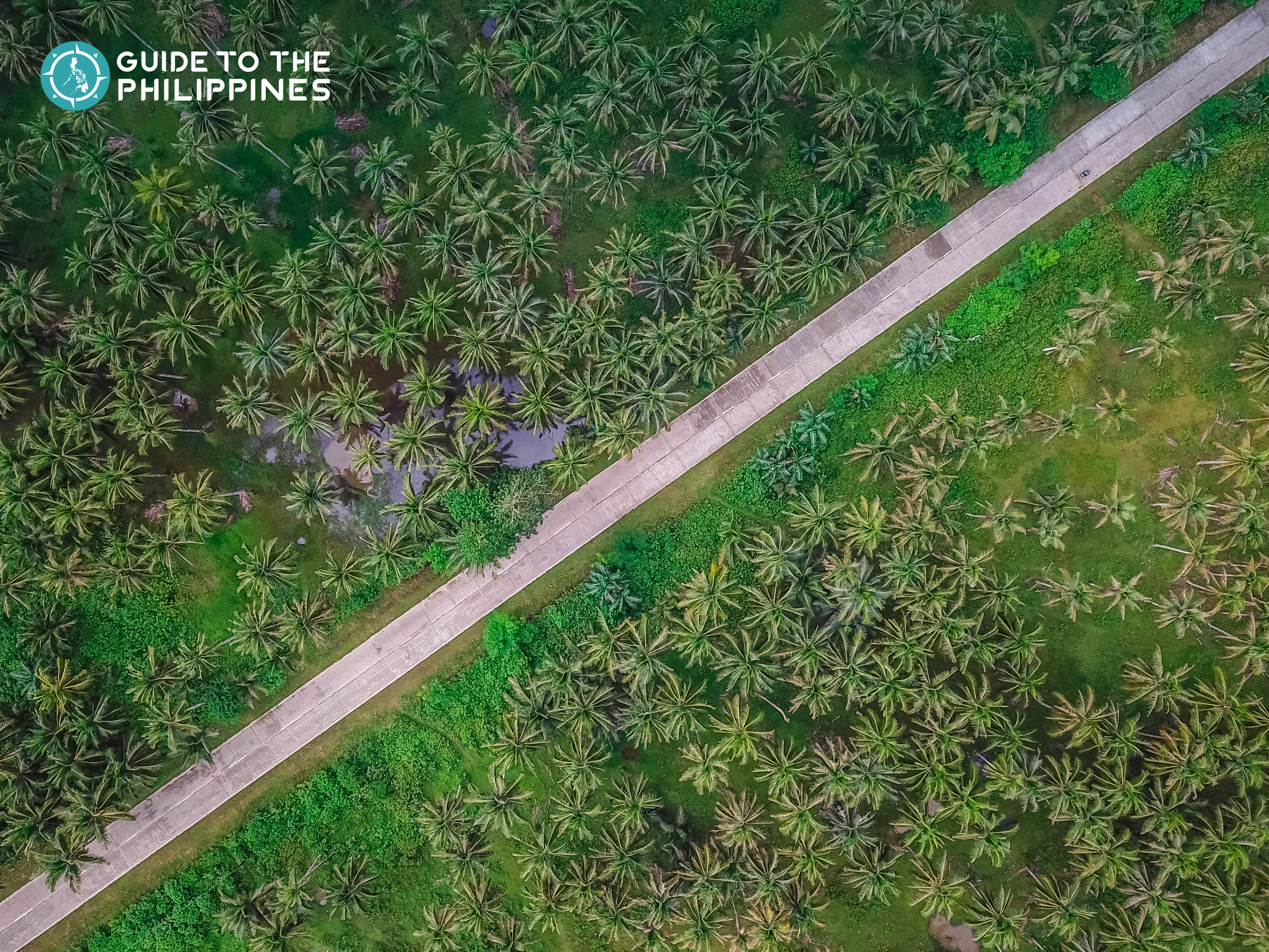 Siargao's Coconut Road lined with palm trees