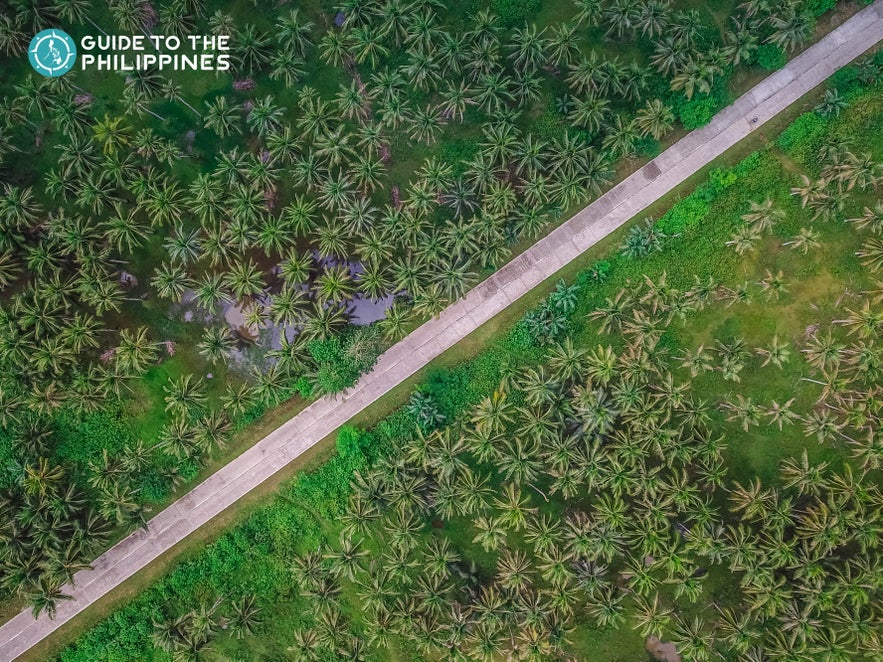 Siargao's Coconut Road lined with palm trees Siargao's Coconut Road lined with palm trees