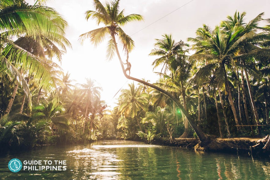 Siargao's Bent Coconut Tree Rope in Maasin River Siargao's Bent Coconut Tree Rope in Maasin River