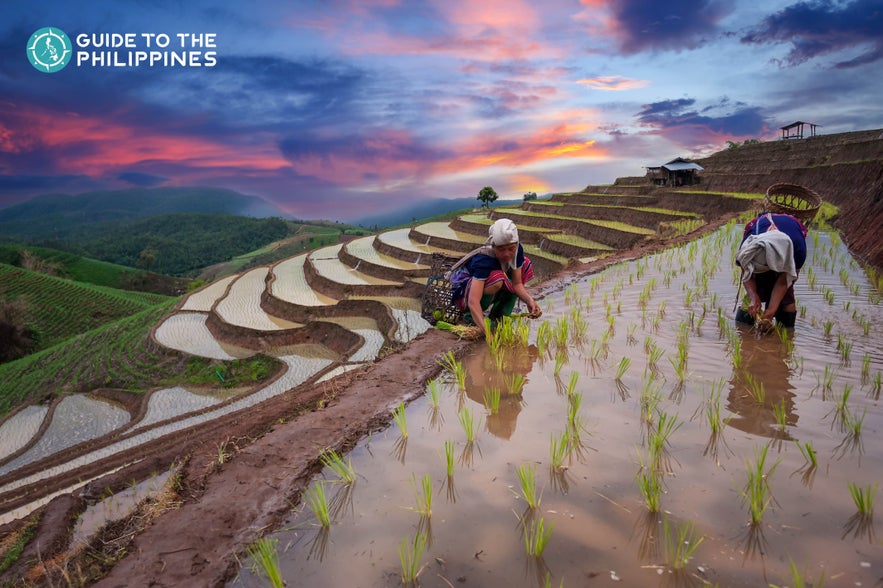 Farmers at Banaue Rice Terraces in the Philippines Farmers at Banaue Rice Terraces in the Philippines