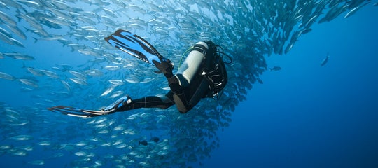 Trevally and diver at Panglao (Marc Henauer).jpg