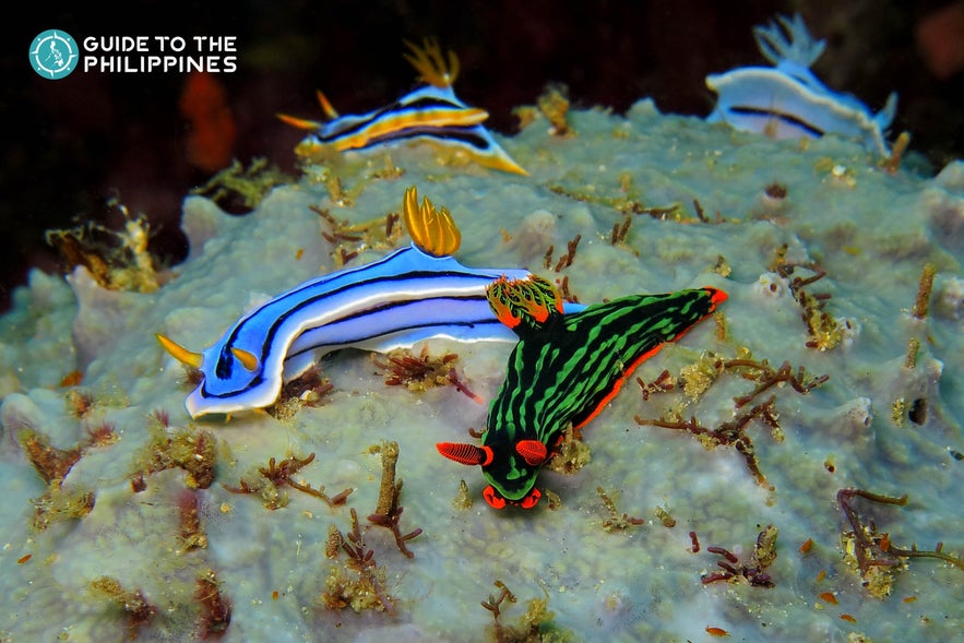 Colorful underwater nudibranch on the coral reef in Dauin, Dumaguete Colorful underwater nudibranch on the coral reef in Dauin, Dumaguete