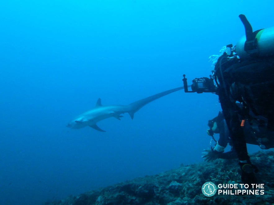 Diver taking photos of a thresher shark in Malapascua, Cebu Diver taking photos of a thresher shark in Malapascua, Cebu