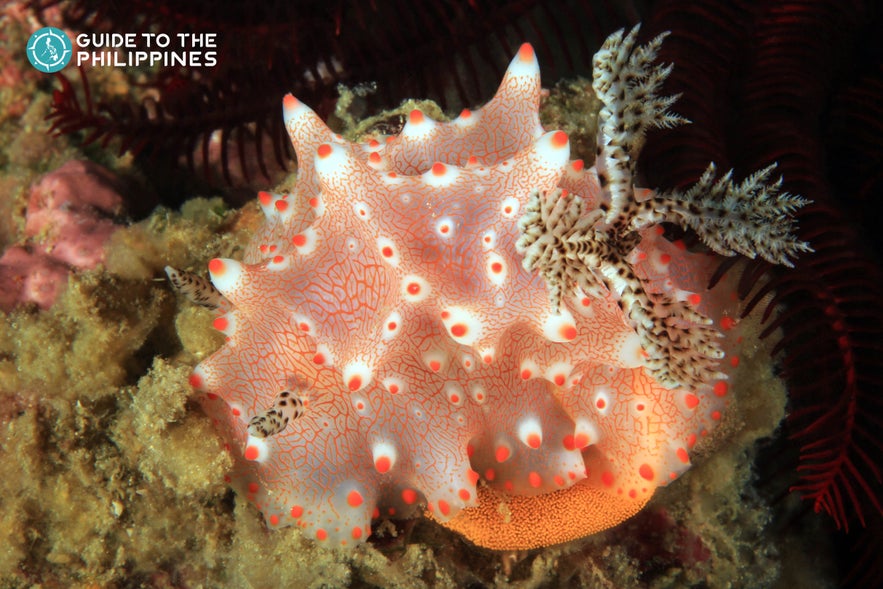 Halgerda Batangas nudibranch laying eggs in Anilao, Batangas Halgerda Batangas nudibranch laying eggs in Anilao, Batangas