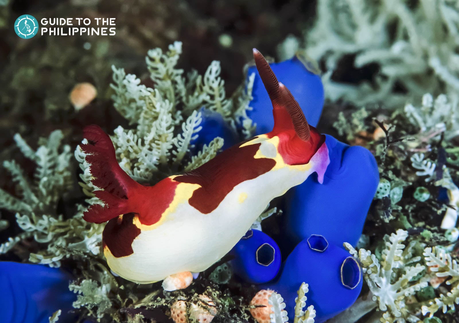 Nudibranchs in Balicasag Island of Bohol, Philippines Nudibranchs in Balicasag Island of Bohol, Philippines