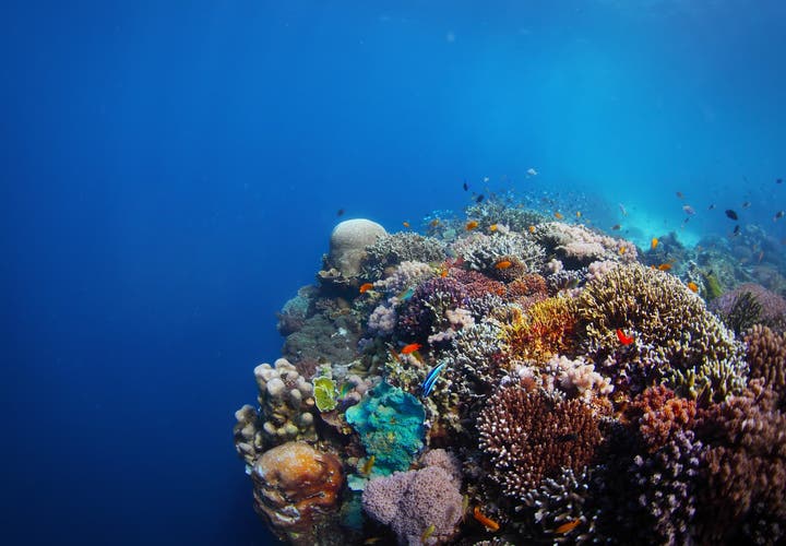 Coral reef in Balicasag Island of Bohol