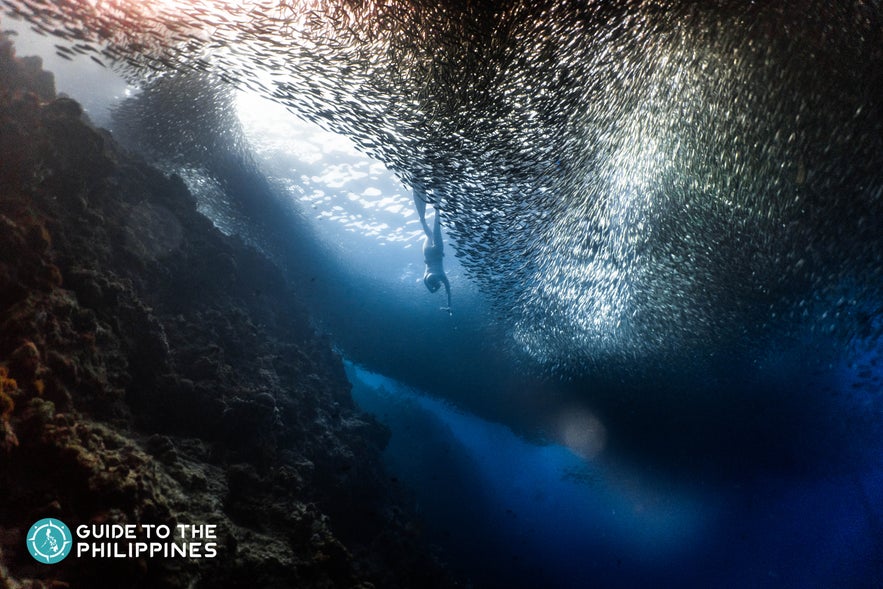 Sardine run diving in Moalboal, Cebu Sardine run diving in Moalboal, Cebu