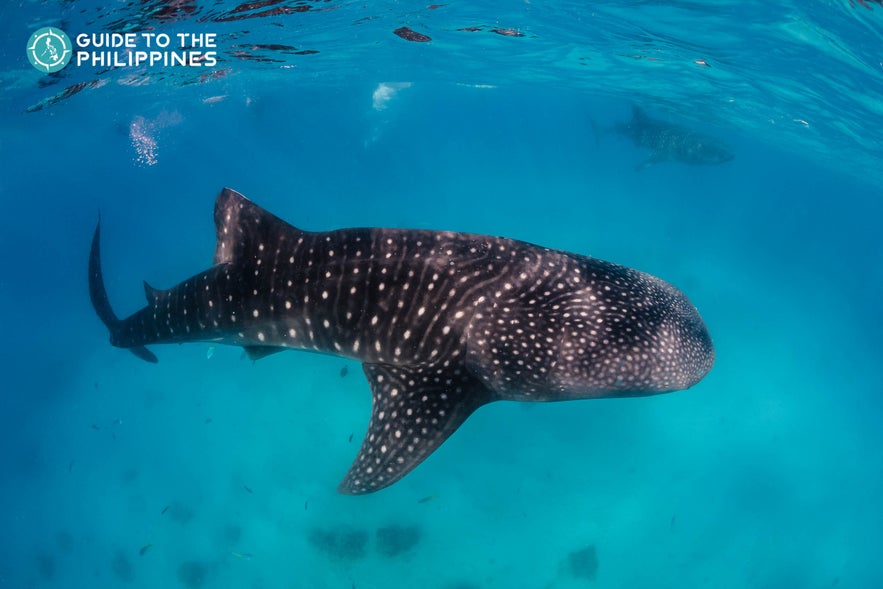 Whaleshark in Donsol, Sorsogon Whaleshark in Donsol, Sorsogon