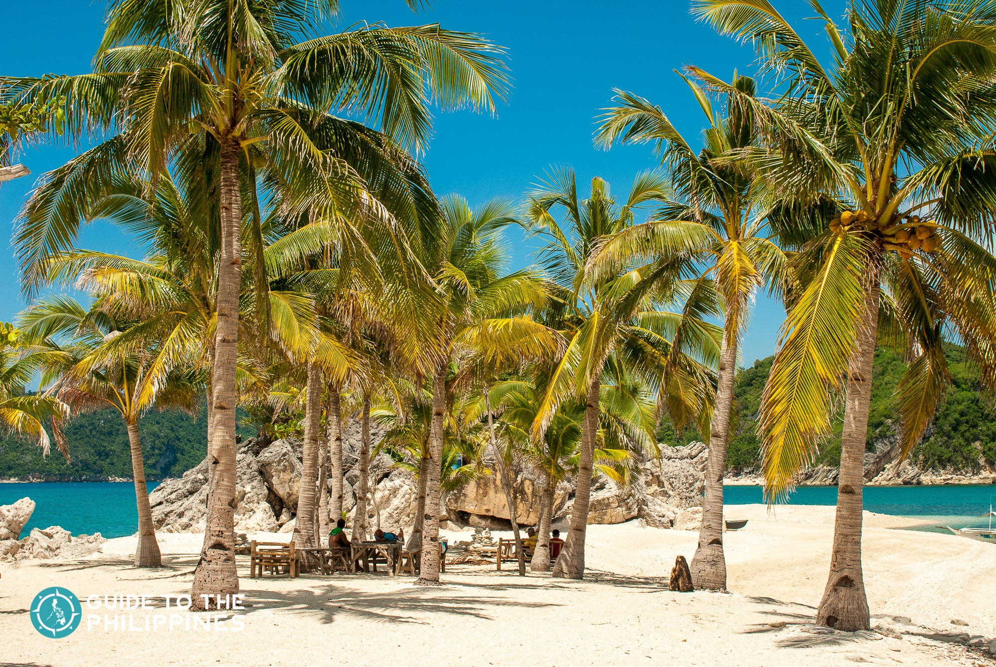Coconut trees during summer in Islas de Gigantes