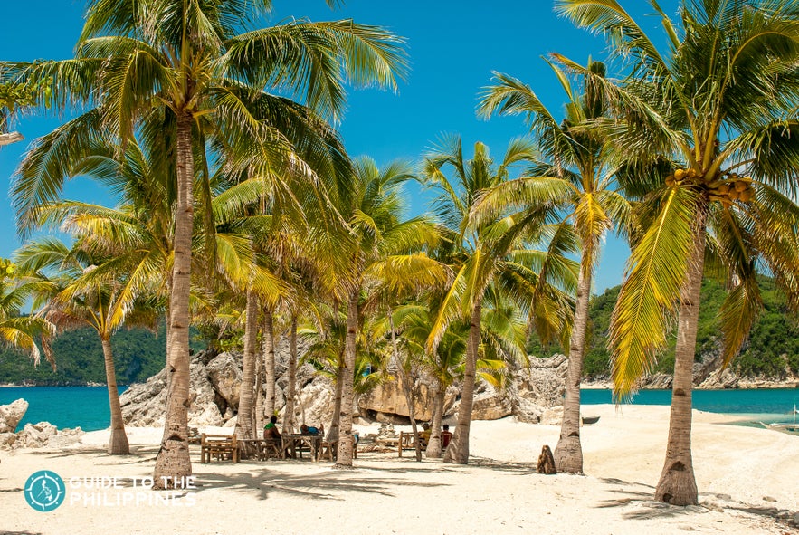 Coconut trees during summer in Islas de Gigantes Coconut trees during summer in Islas de Gigantes