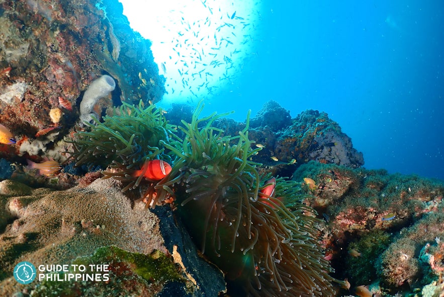 Coral reefs in Olango Island Coral reefs in Olango Island