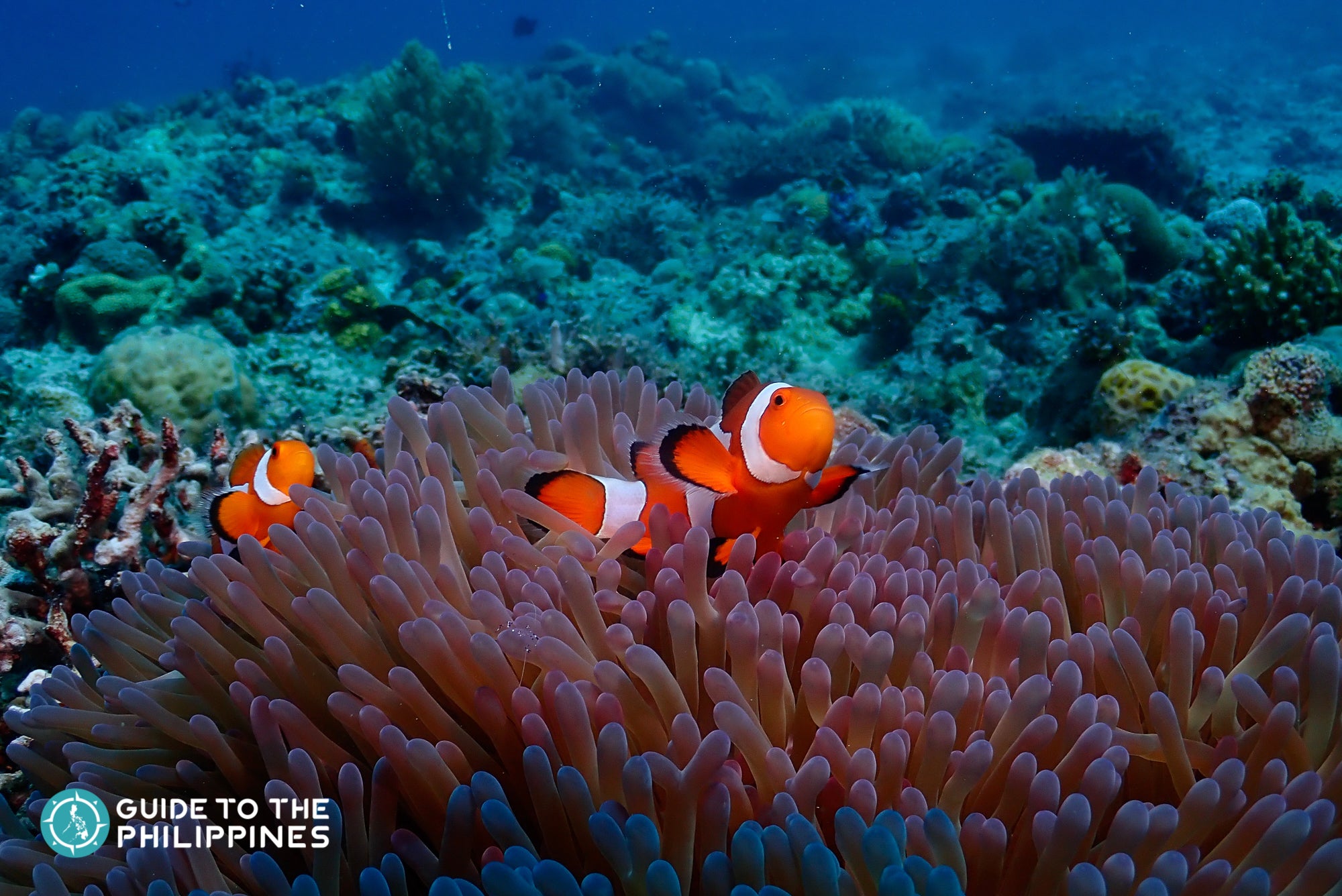 Marine life at Bugtong Bato, Malapascua Island