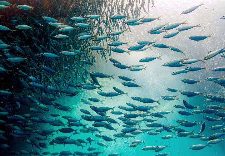 Sardine run at Moalboal, Cebu