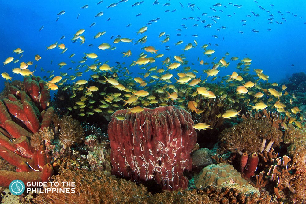 Marine life of Pescador, Moalboal