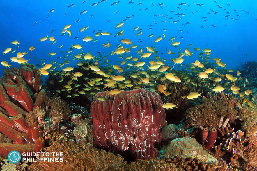 Marine life of Pescador, Moalboal Marine life of Pescador, Moalboal