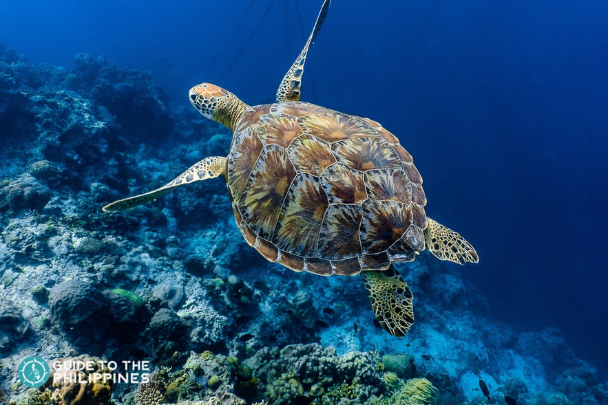Spotting a turtle at the marine sanctuary Spotting a turtle at the marine sanctuary