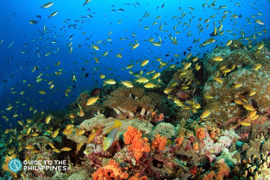 Rich marine life of Moalboal Island, Cebu Rich marine life of Moalboal Island, Cebu
