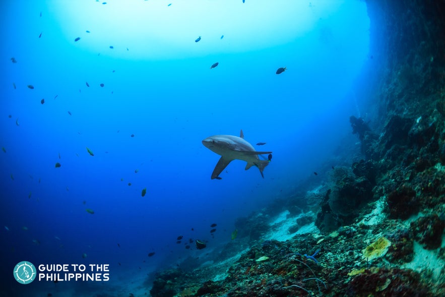 Diving with thresher sharks in Malapascua Island. Diving with thresher sharks in Malapascua Island.