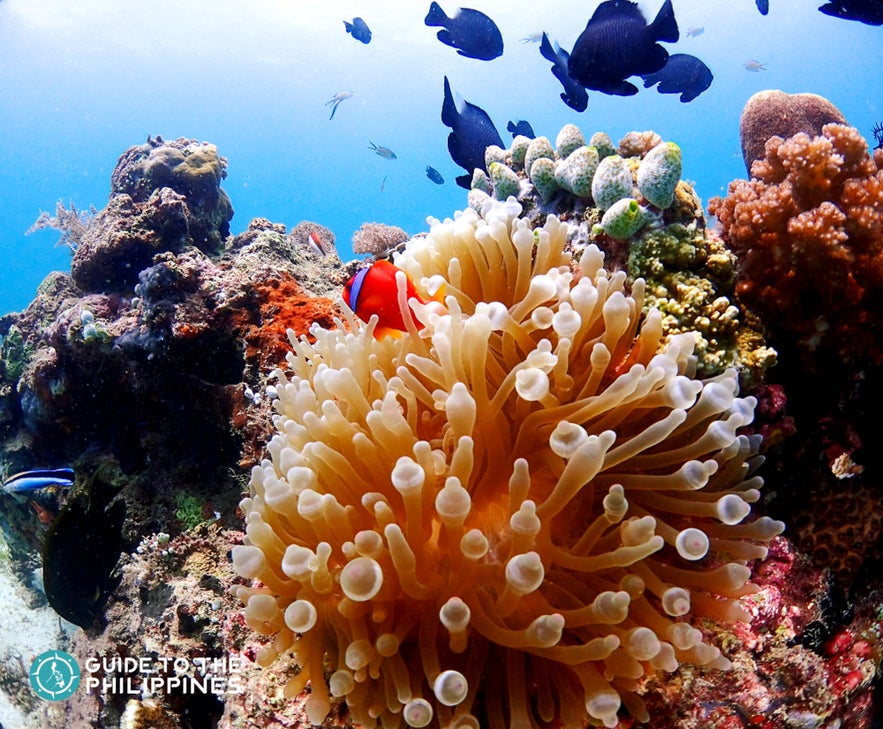 Diving in Orango, Mactan Island, Philippines Diving in Orango, Mactan Island, Philippines