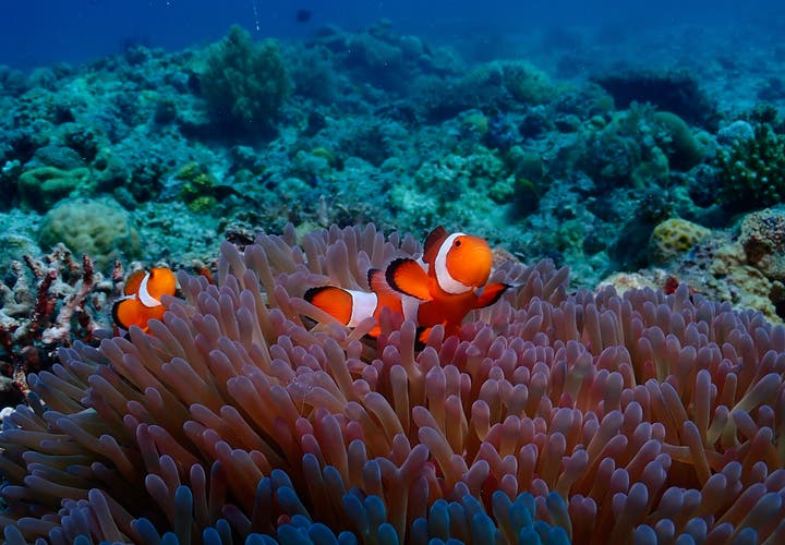 Rich marine life of Malapascua, Cebu