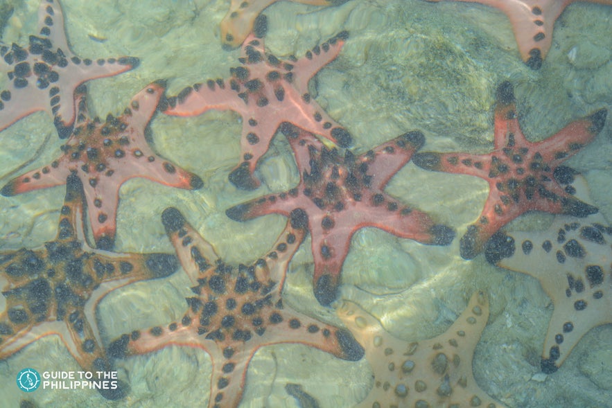 A group of starfish in Starfish Island, Palawan A group of starfish in Starfish Island, Palawan