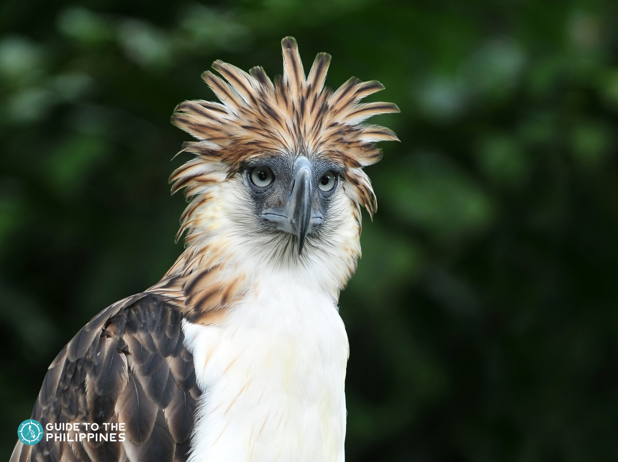 Monkey-eating eagle of Davao, Philippines
