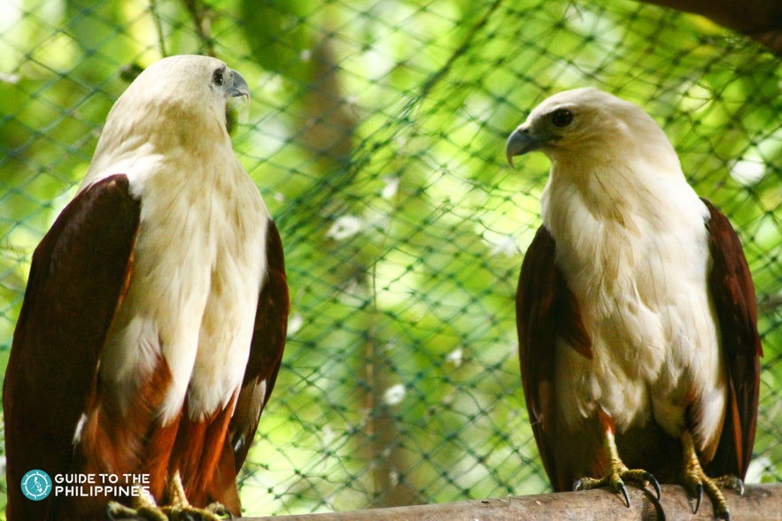 Philippine Eagle Center in Davao Philippine Eagle Center in Davao