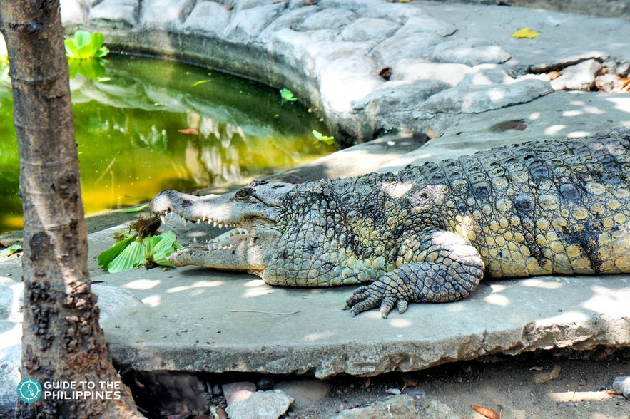 Resting crocodile at the Palawan Rescue and Wildlife Conservation Centre in Puerto Princesa Resting crocodile at the Palawan Rescue and Wildlife Conservation Centre in Puerto Princesa