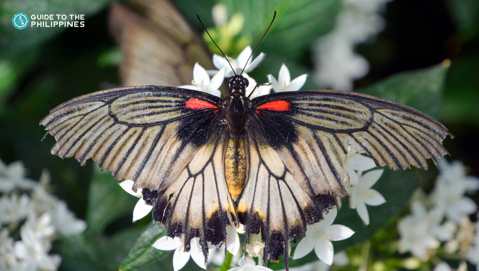 Close up shot of a butterfly at the Palawan Butterfly Ecological Garden and Tribal Village