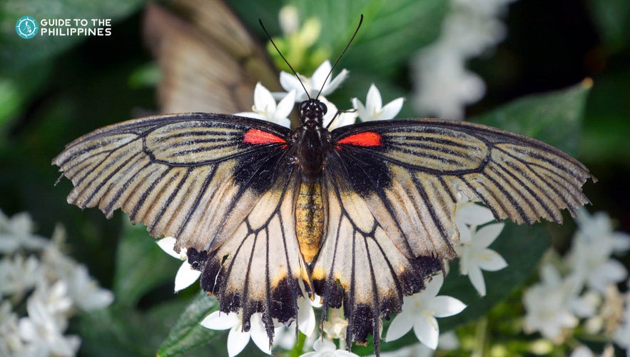 Close up shot of a butterfly at the Palawan Butterfly Ecological Garden and Tribal Village Close up shot of a butterfly at the Palawan Butterfly Ecological Garden and Tribal Village