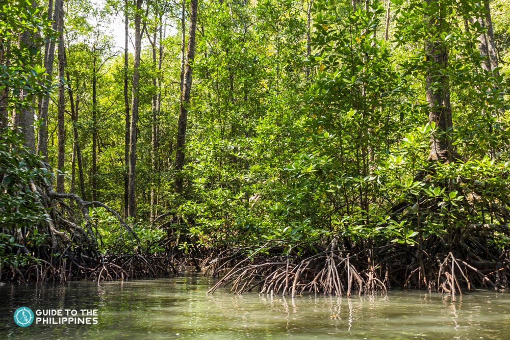 Lush mangrove forests in Puerto Princesa, Palawan
