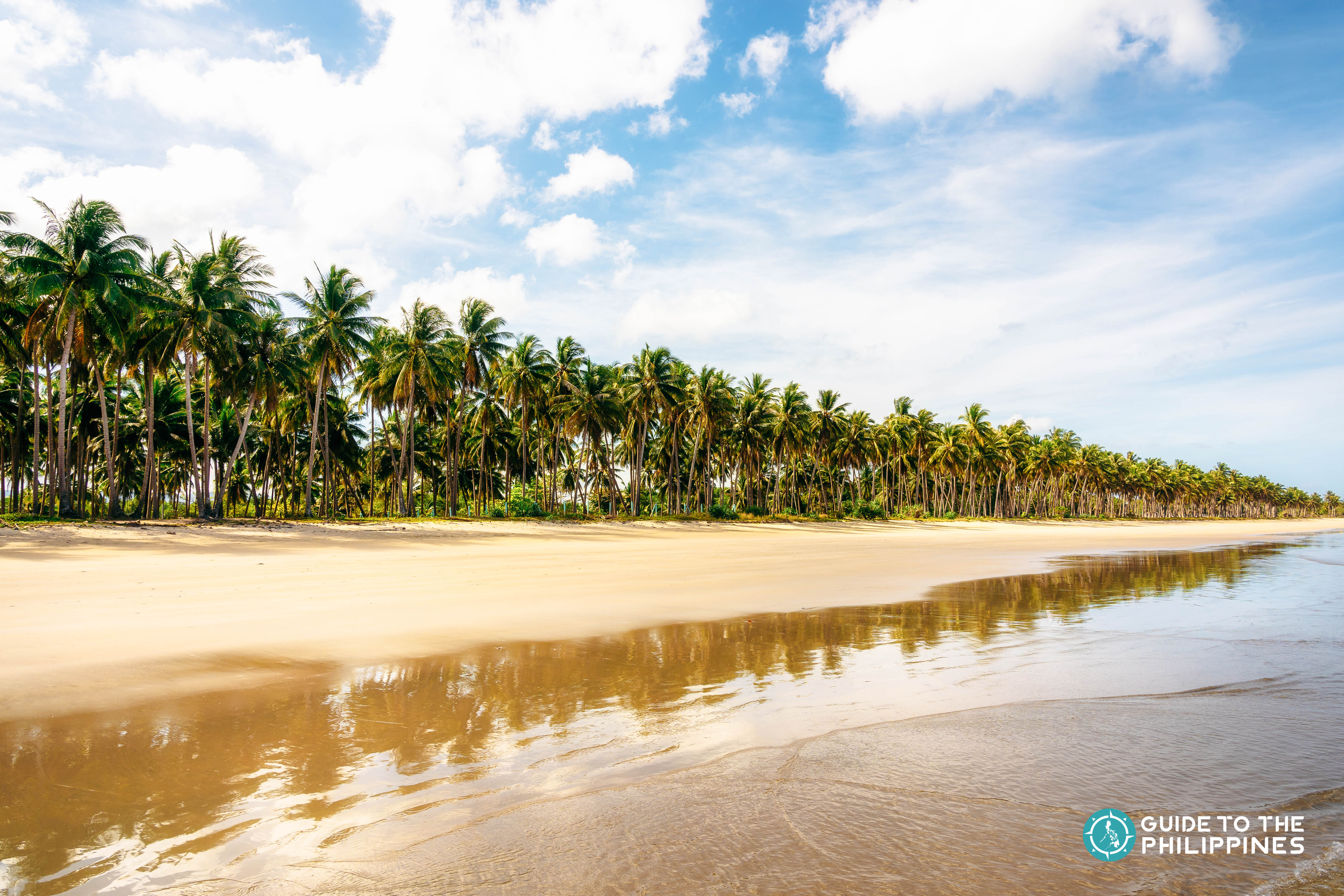 Palm trees along the stretch of white sand in Long Beach, San Vicente