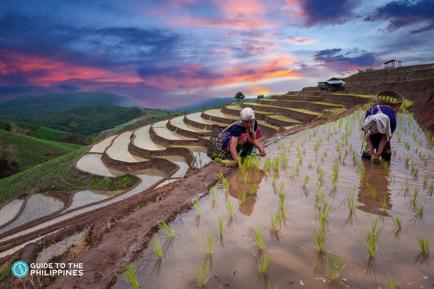 Ifugaos planting rice at dusk Banaue Rice Terraces Ifugaos planting rice at dusk Banaue Rice Terraces