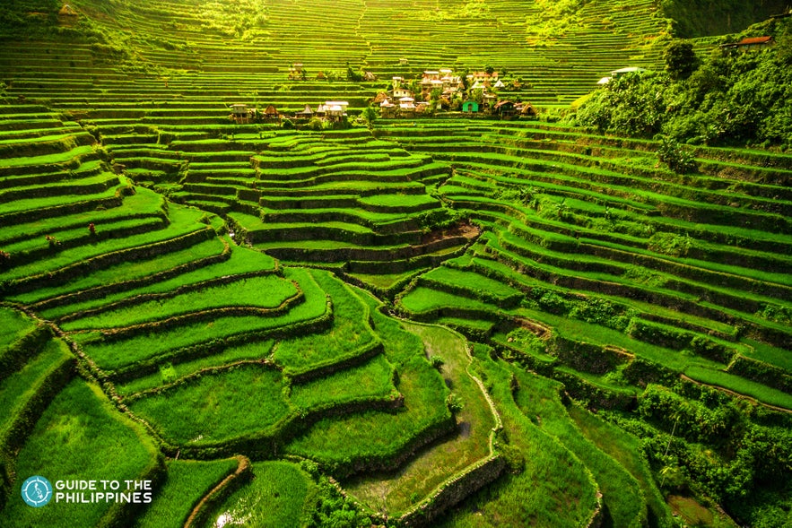 Lush greens of Batad Rice Terraces in Banaue Lush greens of Batad Rice Terraces in Banaue