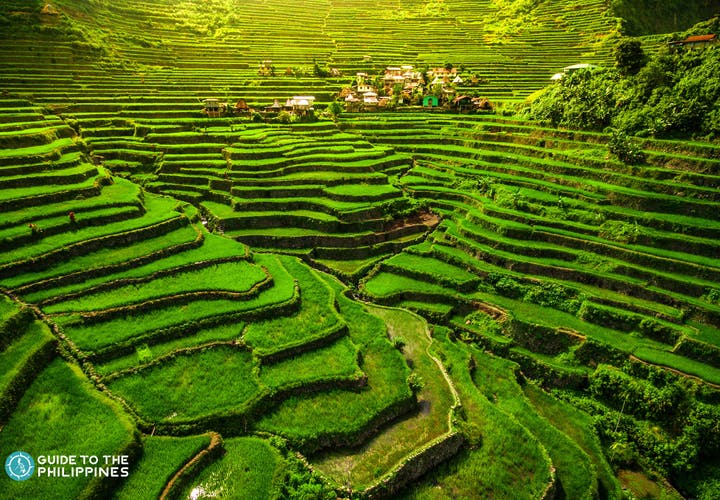 Close up view of one of the UNESCO World Heritage Sites, the Batad Rice Terraces