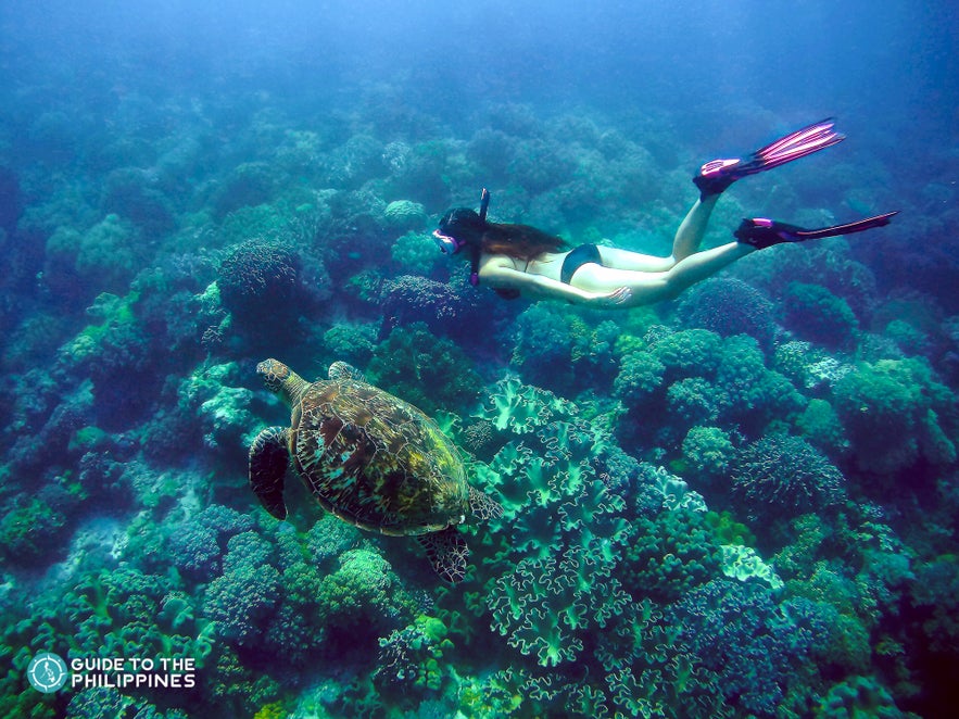 Woman diver at Apo Island, Negros Woman diver at Apo Island, Negros