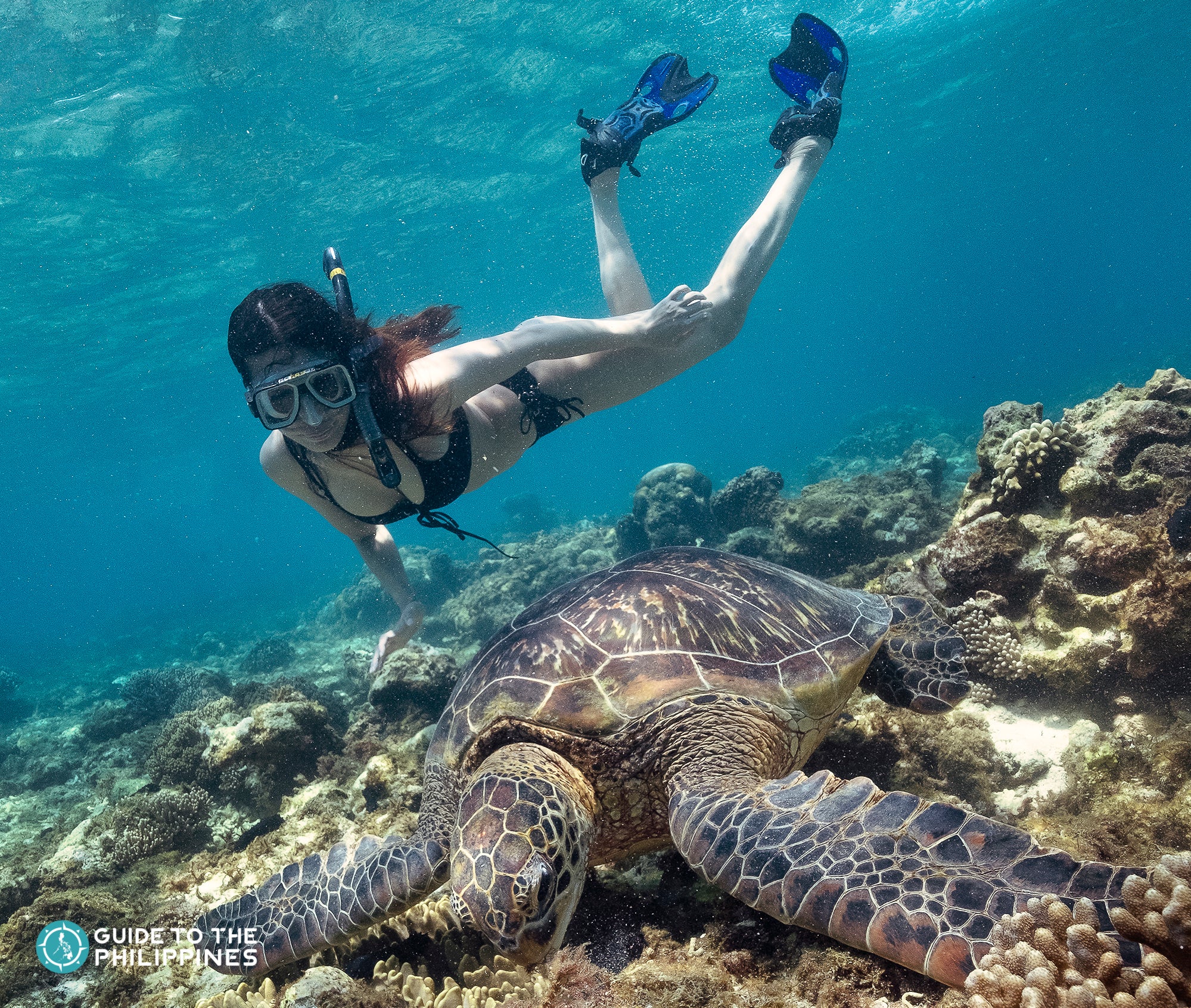 Woman swimming with turtles