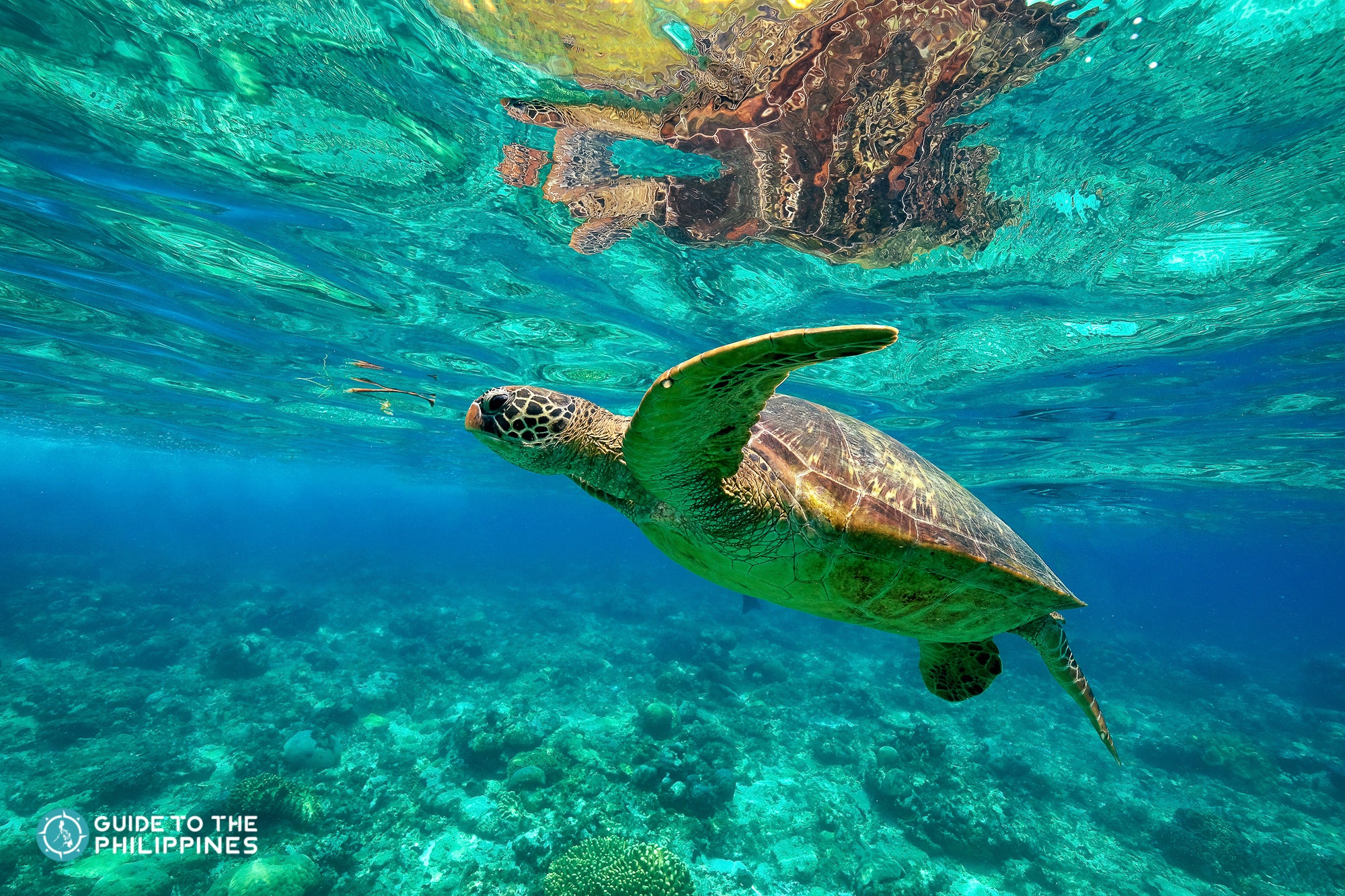 Turtle spotted in Apo Island - accessible attraction near Dumaguete