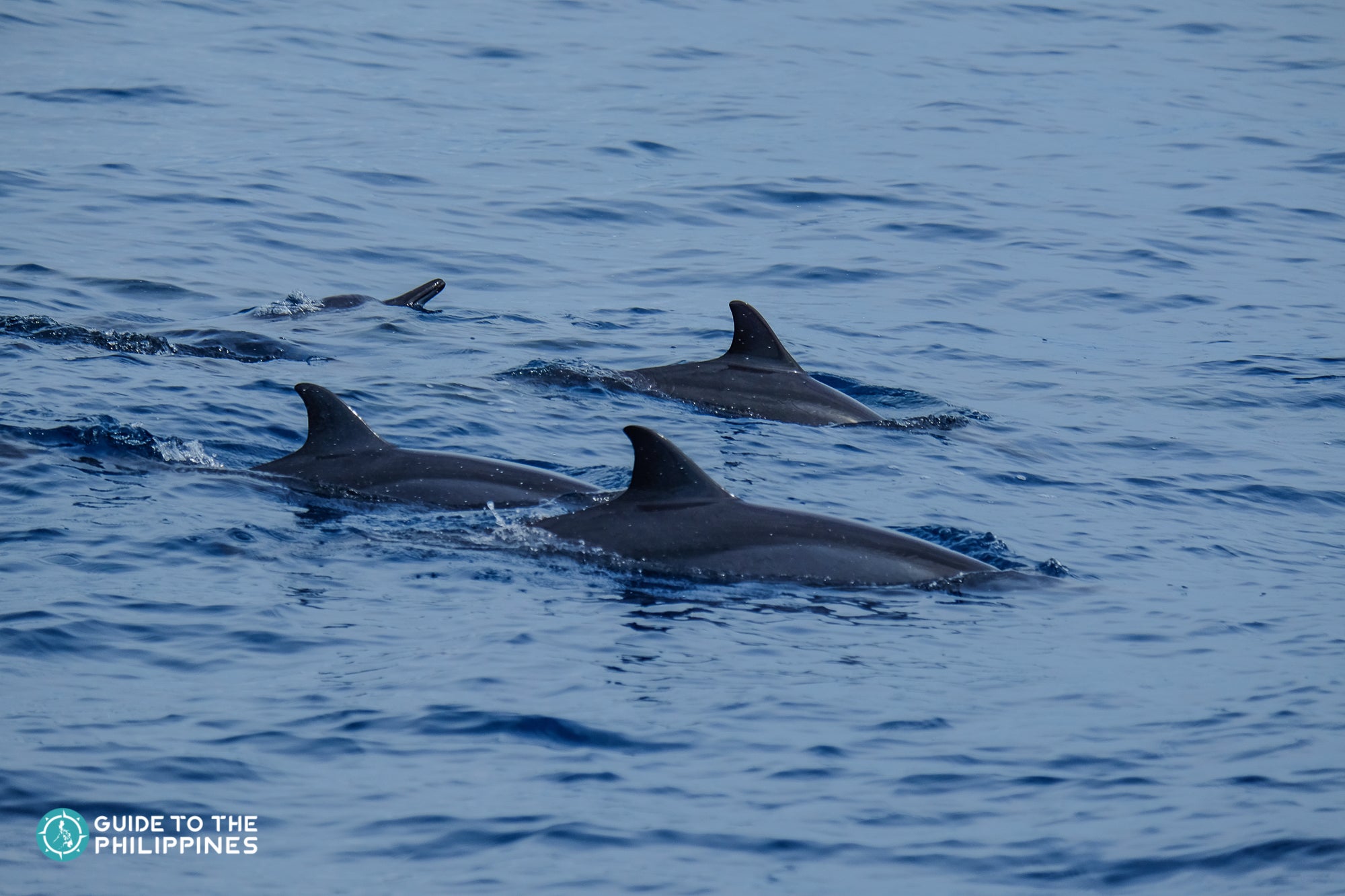 Dolphins near an island in Dumaguete