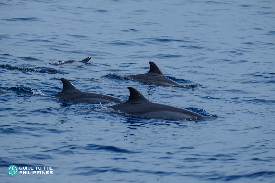 Dolphins near an island in Dumaguete Dolphins near an island in Dumaguete
