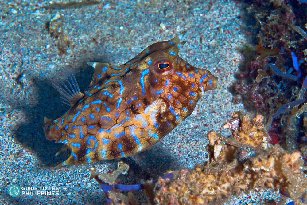 Puerto_Galera_Cowfish_1160430949.JPG