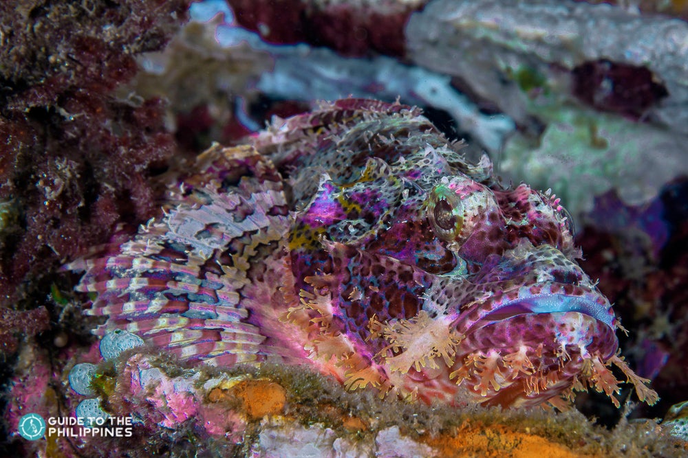 Scorpion fish found in rich marine life of Puerto Galera